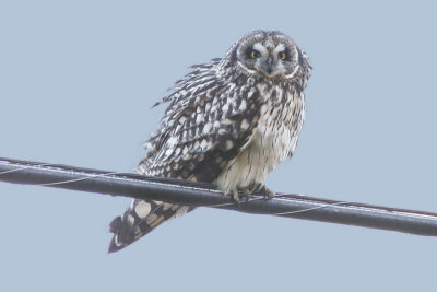 Owl, Short Eared 5985