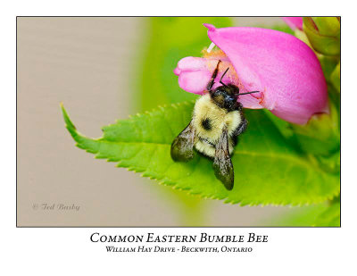 Bumble Bee-001