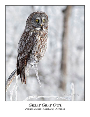 Great Gray Owl-204