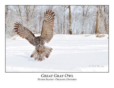 Great Gray Owl-205