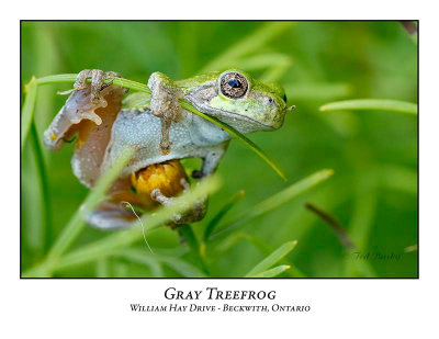 Gray Treefrog-022