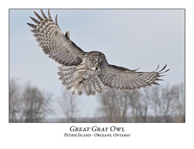 Great Gray Owl-208