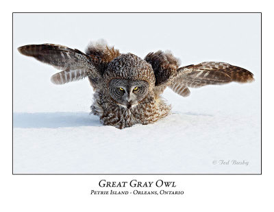 Great Gray Owl-209