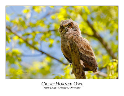 Great Horned Owl-063