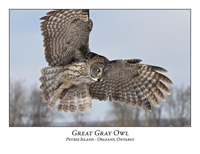 Great Gray Owl-210