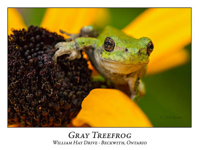 Gray Treefrogs