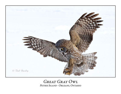 Great Gray Owl-211