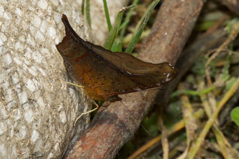 Hypanartia dione