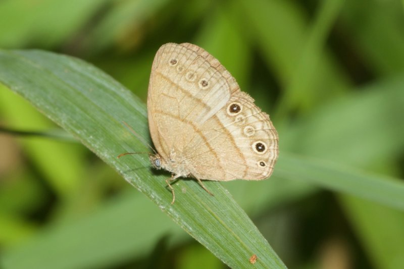 Hermeuptychia hermes