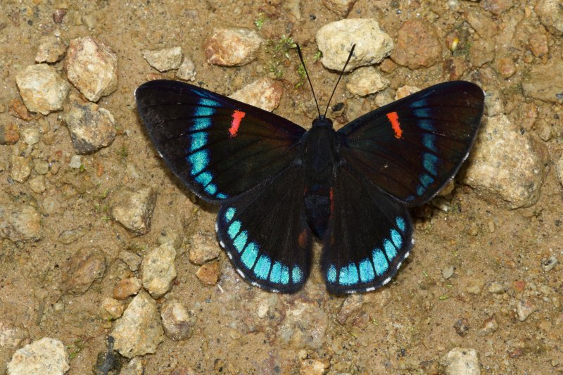 Necyria bellona