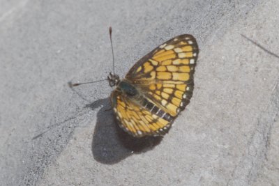 Theona Checkerspot (Chlosyne theona)