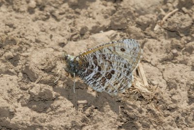 Alberta Arctic (Oeneis alberta)