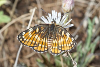 Fulvia Checkerspot (Chlosyne fulvia)