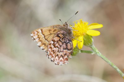 Western Pine Elfin (Callophrys eryphon)