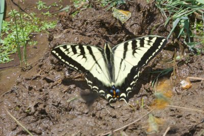 Western Tiger Swallowtail (Papilio rutulus)