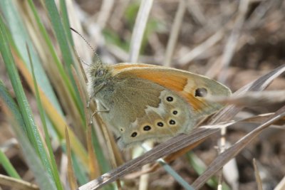 Common Ringlet (Coenonympha tulia)