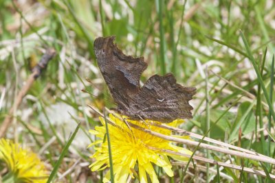 Zephyr Anglewing (Polygonnia gracilis zephyrus)