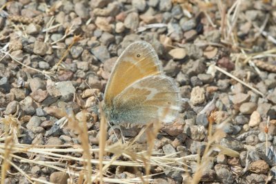 Common Ringlet (Coenonympha tulia)