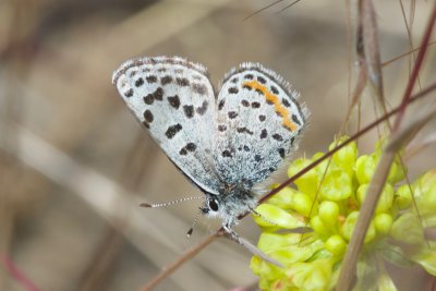 Square-Spotted Blue (Euphilotes battoides)