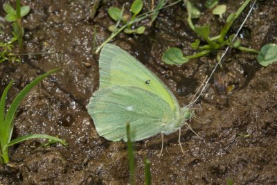 Queen Alexandras Sulphur (Colias alexandra)