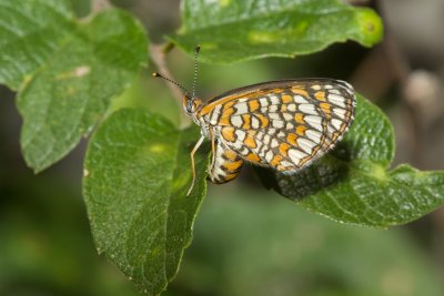 Arizona Checkerspot (Texola perse) - oviposting