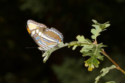 Arizona Sister (Adelphia eulalia)