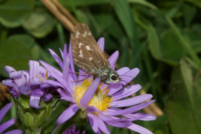 Western Branded Skipper (Hesperia colorado)