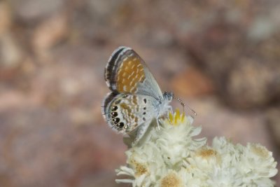 Western Pygmy Blue (Brephidium exile)