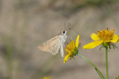 Eufala Skipper (Lerodea eufala)