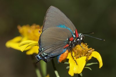 Great Purple Hairstreak (Atlides halesus)