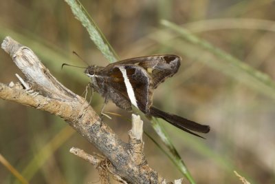 White-striped Longtail (Chiodes albofasciatus)