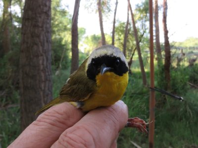 Common Yellowthroat