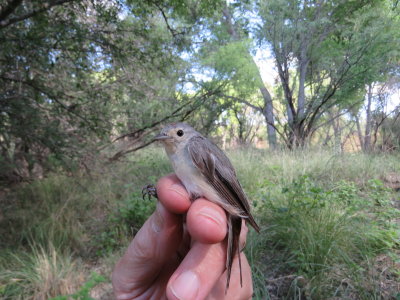 Lucy's Warbler