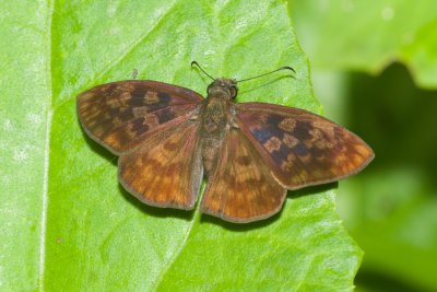 Anastrus sempiternus