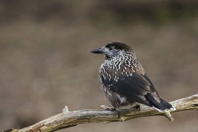 Spotted Nutcracker. Nttekrke