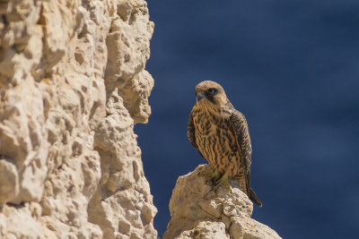 Eleonora's Falcon. Eleonorafalk