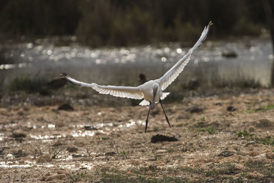 Eurasian Spoonbill. Skjestork