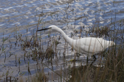 Snowy Egrett. Snøhegre