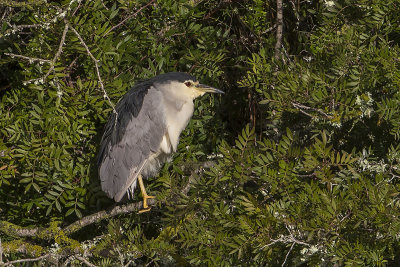 Black-crowned Night Heron. Svart Kronet Natthegre