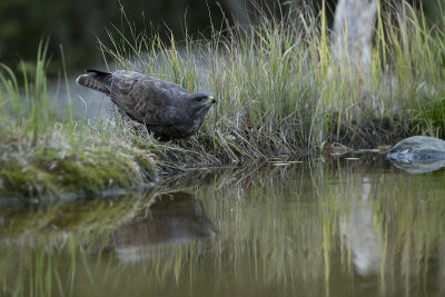 Common Buzzard. Musvk