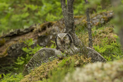 Northern Hawk Owl. Haukugle