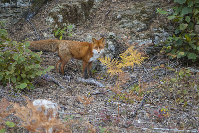 Red Fox. Rd rev