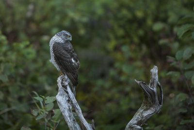 Sparrowhawk. Spurvehauk