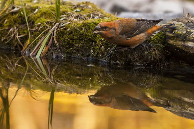 Parrot Crossbill. Furukorsnebb