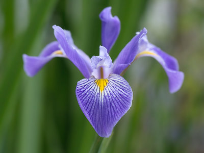 Southern Blue Flag Iris