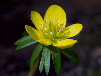 Winter Aconite