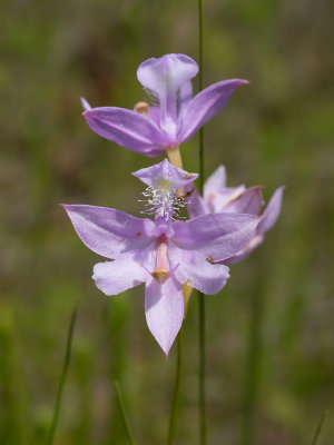 Grass Pink Orchid