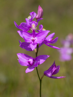 Grass Pink Orchid