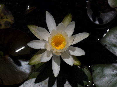 White Water Lily