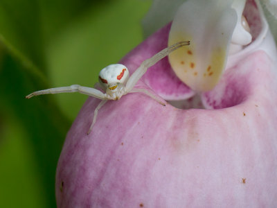 Goldenrod Crab Spider on Showy Lady's Slipper Orchid
